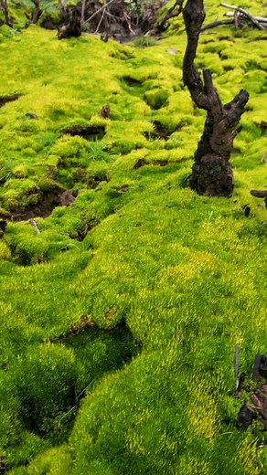Tristen & Kierna | Washington • Adventure Travel • Ecotourism on Instagram: "✨Moss-terpiece✨️🥹 Moss walls, moss floors, moss carpets, moss boulders— tell us who was your designer? Oh wait, it’s the ultimate sustainable eco-artist, mother eARTh herself.😉 She’s been perfecting moss’s style and function for over 500 million years, and it shows!😍 Here’s the wild thing: Mosses offset more carbon than ALL the trees in the world combined.🤯 But that’s just scratching the surface of their superpowers
