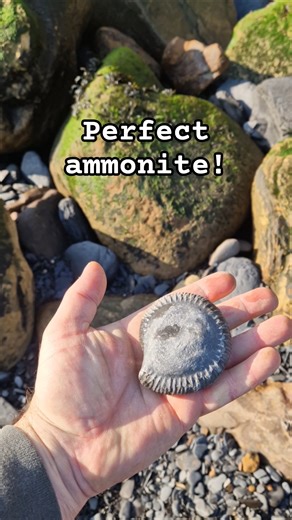 perfect dactylioceras #ammonite #fossil in the spring sunshine 🌞 #fossilhunting #whitby