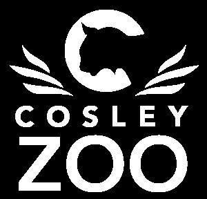 Cobalt Poison Dart Frog