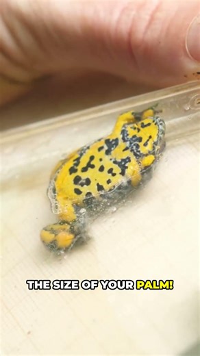 This Frog SCREAMS Louder Than a Jet?! 🐸💥 #shorts