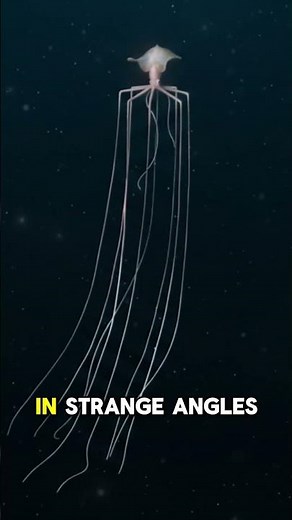 The Deep Sea Squid That Barely Moves Yet Still Hunts 🦑