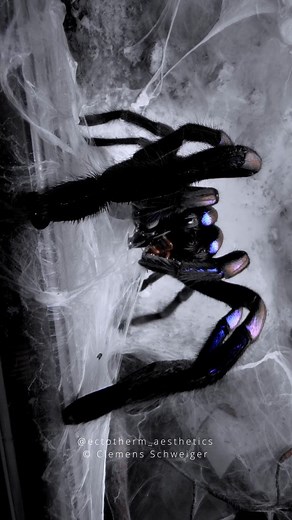 Clemens Schweiger | Electric blue tarantula Chilobrachys natanicharum Feeding and watering Chilobrachys natanicharum is a beautiful species from South... | Instagram