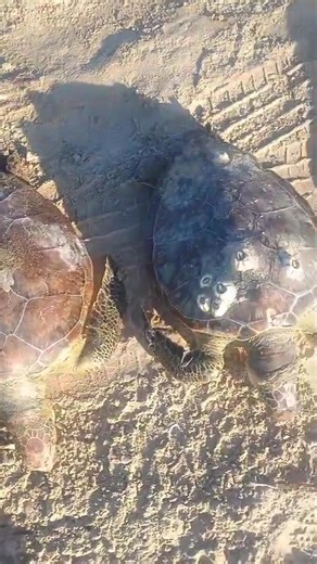 🐢🚨 MORTALIDAD DE TORTUGAS MARINAS EN PLAYA BAGDAD - 13 de febrero del 2026. Durante el patrullaje de hoy, nuestros técnicos comunitarios de CONIBIO Global localizaron 12 tortugas verdes (Chelonia mydas) todas sin vida. Los cuerpos presentan signos claros de ahogamiento por interacción con redes de pesca, principalmente por el uso de la técnica ilegal de arrastre conocida como “chango”, la cual continúa operando todos los días frente a nuestras costas. ⚖️ HACEMOS UN LLAMADO URGENTE 🚢 Secretarí