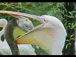 Best Of "The Pelicans" 13 breathtaking views of this bird