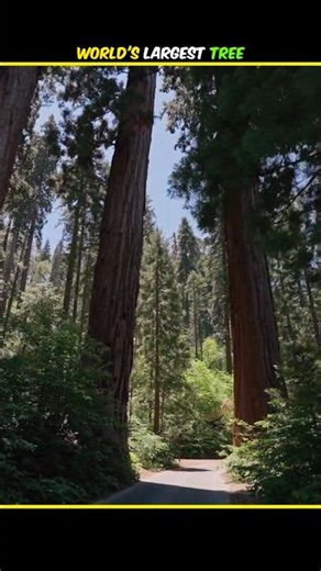 ​🌳 World's Largest Tree Kaisa Dikhta Hai? #Hyperion #shorts