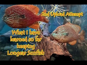 Let's try this again...what I've learned keeping longear sunfish