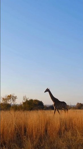 Animals of Africa: The Wild Giants of Nature