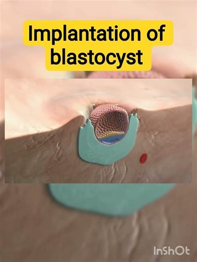 blastocyst implantation | Embryoglogy understanding #doctors #neet #aiims #ytshorts #viral