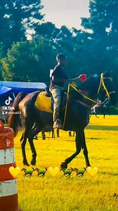 Until The Morning Come#💛🐎💛#Where My Ladies At #fypviralシ#HorseShow Brenda Harris TUCKA | Brenda Harris