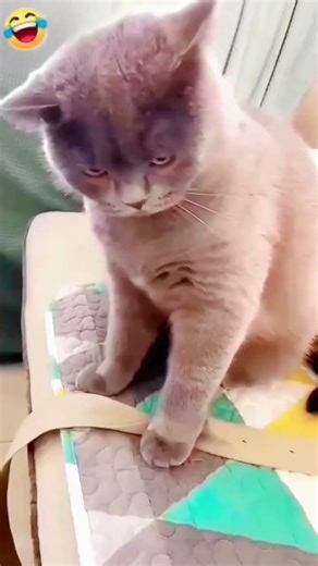 #funny #comedy #goodvibes