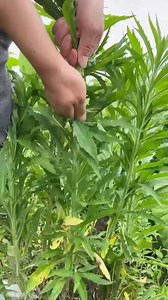 5.5K views · 27 reactions | Fleabane Boiling: Vinegar Is the Key | Gardening tips | Facebook