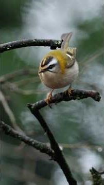 Firecrest feeding