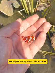 Bắt cá hề lạ ở Đầm Sen - con cá hề nước ngọt