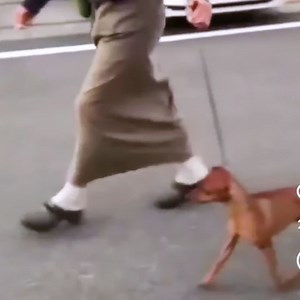 わんこのかぁちゃん 𝐖𝐈𝐂𝐊𝐄𝐃 𝐀𝐍𝐆𝐄𝐋 𝐊𝐞𝐧𝐧𝐞𝐥 🇯🇵 on Instagram: "5/10.11.12の滋賀3Days (彦根市JKC西日本彦根災害救助犬訓練施設) 行きま〜す‼️ 11日の連合展では、ふぅちゃんの同胎弟、あきん子ロイ @s.shinobi.1117 がドッグショーデビューします🤩 ①今年の2月にお里帰りしてくれた時のロイ。 ②ふぅちゃんとロイ。 どっちがロイだか分かるかな😏 ③２才半の頃のロイ ④もちろん翔馬もエントリーしています‼️ 翔馬は3Days全部に出ます。 本当は、全頭連れで🚙家族旅行しようと思っていたら、女子達が全員ヒートに😭 急遽、かぁちゃんが一人で翔馬を連れての新幹線の旅に変更