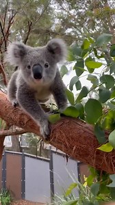 226K views · 26K reactions | Wait for it... Caught live in action: Humphrey the koala jumping into the week ahead at Taronga Zoo Sydney!   Thanks for sharing your #feelnewsydney moment IG/keeper_andrew | Sydney.com | Facebook