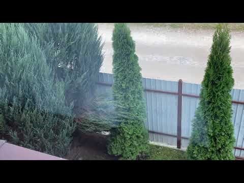 Τα χριστουγεννιάτικα δέντρα γίνονται πράσινα