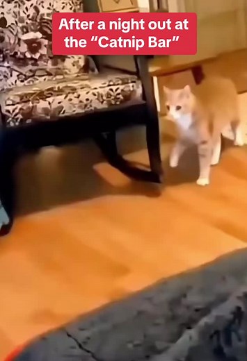 Catnip Bar Night Out for Catnip Cats