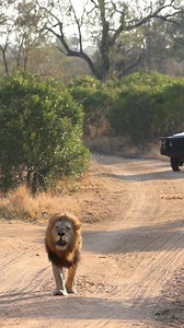 1.6M views · 10K reactions | One of Ndhzenga males, Eorenji, roaring and patrolling his territory to cement his dominion. Mala Mala, South Africa  -Photographer Credit- David den Hartog | Lion sightings | Facebook