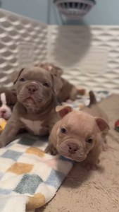 At Pride Bully Productions, we treat every American Bully we breed like family. Our dogs are raised with love, care, and attention, ensuring they grow into healthy, well-tempered companions. We focus on ethical breeding practices, prioritizing health, temperament, and proper socialization, so each puppy is ready to bring joy to their forever home. With a deep respect for the breed and a passion for creating lasting connections, we’re here to support you every step of the way—because when you cho