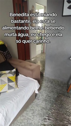 Gato miando muito mas comendo e bebendo bem: por que quer carinho?