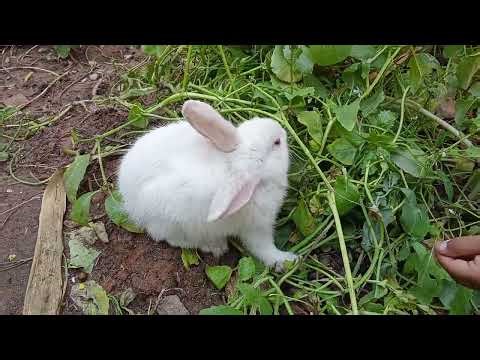 Cute Bunny rabbit vlog eating vegetables in field