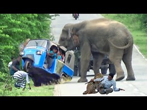 most dangerous elephant attack in Sri Lanka first time record in like this