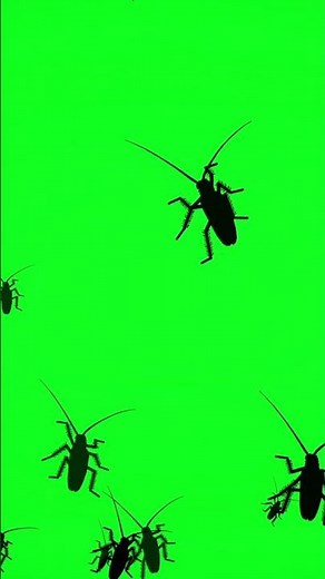 Bugs crawling on the screen- No Copyright Chroma Key |Free to Use| [FREE]