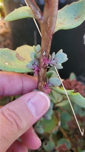 Layering Sedum to Propagate More Free Plants!