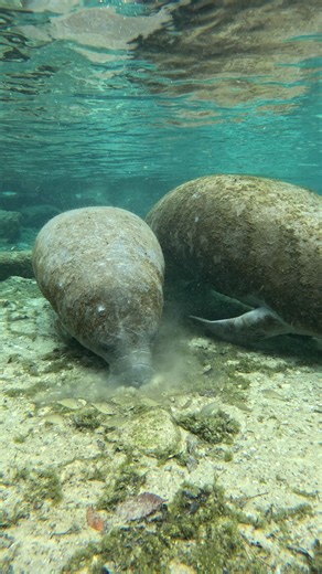 Manatees are herbivores that primarily eat a wide variety of aquatic vegetation, earning them the nickname "sea cows". They can spend up to eight hours a day grazing and consume around 4 to 15 percent of their body weight in plants daily #riverventures #manatee #funfacts | River Ventures - Swim with Manatees
