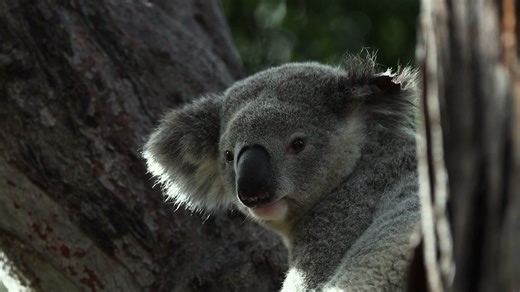 13K views · 13 reactions | NSW Government on Reels | Facebook