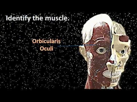 Muscle Anatomy Practical Practice that's Practically Priceless!