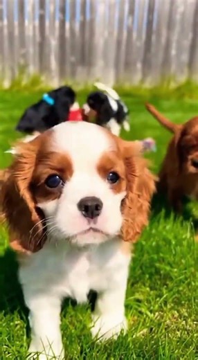 Cocker Spaniel puppy playtime! 🎾#shorts#puppylove#cutedogs