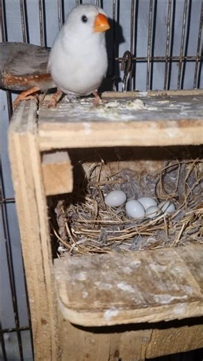 Zebra finch Egg laying #finch #finches
