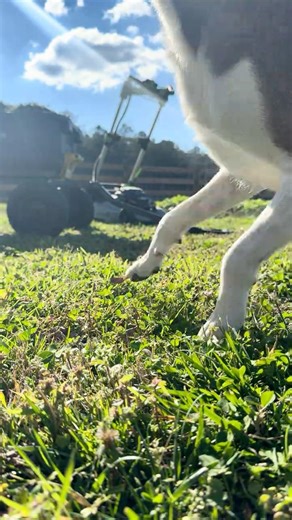 Grass Stomping ASMR 🌱🐾