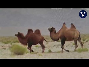 Avistan una manada de 30 camellos salvajes en el Desierto de Gobi