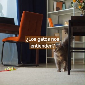 49K views · 968 reactions | ¿Los gatos nos entienden?  | Jazh Latino | Facebook