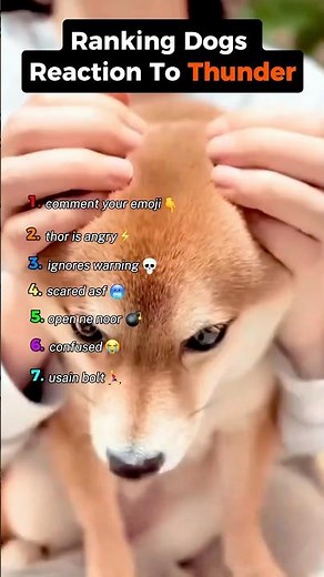 Ranking Dogs Scared Of Thunder😂💀