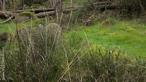 Generic landscape footage of heather blowing in the wind in the Peak District, England.