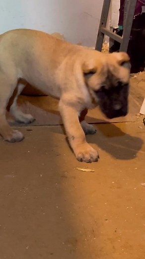 Nice female lot bones 🦴. She really thinks she's bigger than the program. Available if you want a nice female to add to your pack. @highlight | Arkansas Monster Cane Corso