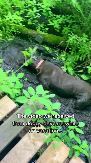 But he wasn’t the first dog to jump in the mud apparently🤞🏻So she just let them play and didn’t mind too much (hopefully) 🤭 #chocolatelab #chocolatelabrador #labrador #puppy #puppytok #puppytiktok #dogsoftiktok #dogtok #cutepuppy #funnydog #funnyvideos #funny #happydog #fyp