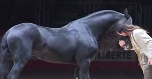 Man Dances With A Stunning Friesian Stallion, But Watch When A Second Gallops In