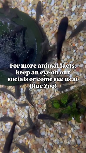 Freshwater fish live in water that’s less salty than their bodies. Which means water is constantly moving into them through their gills and skin. So do freshwater fish drink water? Not really! 💧🐟 Instead of gulping it down like saltwater fish, freshwater fish absorb water naturally through a process called osmosis. Because water is always entering their bodies this way, they have special adaptations that help them stay balanced and healthy. It’s all about maintaining the perfect salt-to-water 