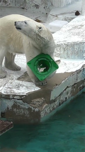 コーンをグルリン回してギャラリーチェック何から何まで面白いホウちゃん#天王寺動園#ホウちゃん#ホッキョクグマ#シロクマ