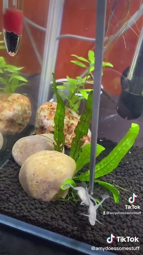 Separate Feeding for African Dwarf Frogs Explained