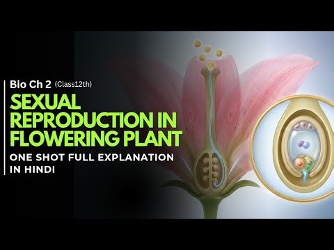 Sexual Reproduction in Flowering Plants Class 12 Biology | Bihar Board | Easy & Complete in 6 Min