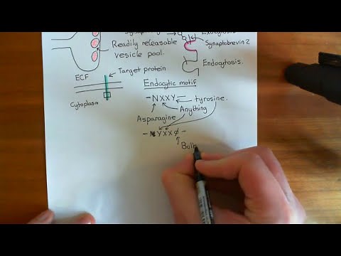Clathrin Mediated Endocytosis and The Endocytic Pathway Part 1