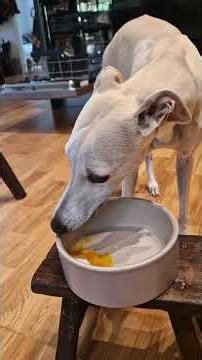 My Female Whippet Is on Her Period, So I Made Her This ❤️