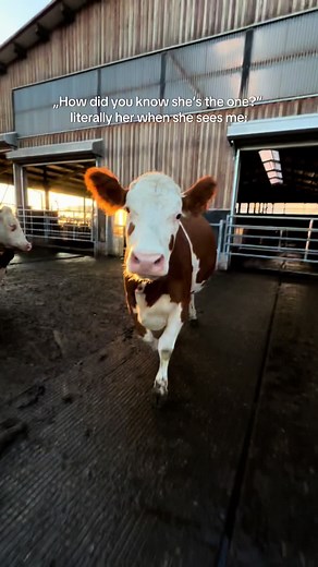 Understanding Farming: Insights on Cows and Agriculture