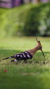 Hoopoe Bird Eating Insect on lawn #lawn #bird #nature #hoopoe #wildlife #insect #grass #long HA20555 | HAWI Studios