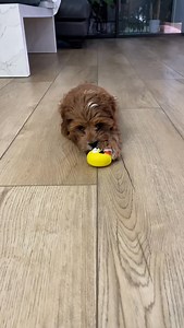 Freshly washed and ready for all the snuggles. There is nothing like that clean puppy smell! ☁️🐶 #cavapoo #cavapoolovers #cavapoopuppy #cavapoodaily #cavapoolife #doglife #firstbath #christmas2025 | Stepanka Leiva Fibigarova